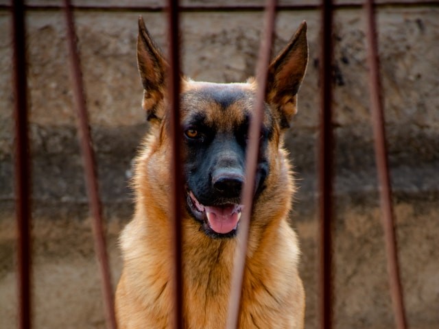 Dog Unit